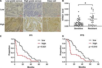 NTNG1 Modulates Cisplatin Resistance in Epithelial Ovarian Cancer Cells via the GAS6/AXL/Akt Pathway